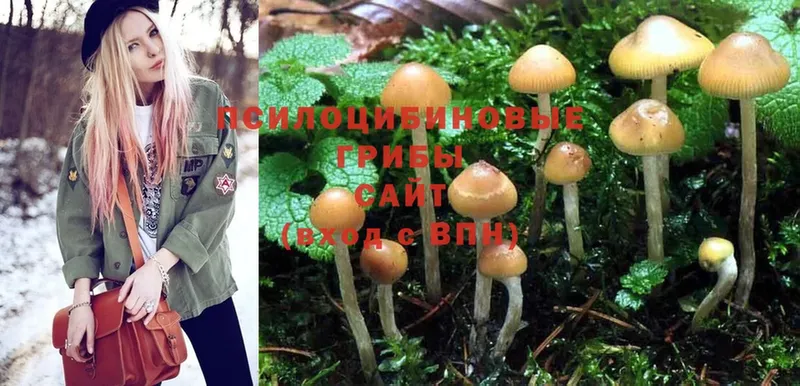 ОМГ ОМГ как зайти  Иланский  Псилоцибиновые грибы Psilocybine cubensis  дарнет шоп 